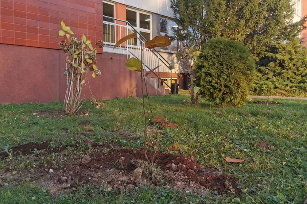 Zdjęcie przedstawia sadzonkę magnolii