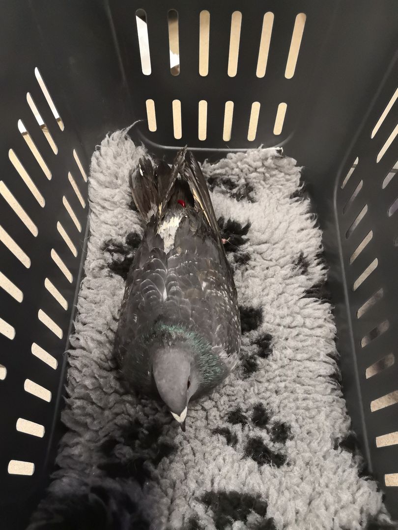 Gołąb siedzi w koszyku