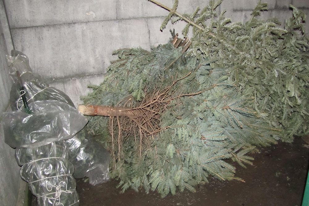 Akcja "choinka" Zdjęcie przedstawia naturalne choinki czekające na odbiór w przeznaczonym miejscu przy nieruchomości.