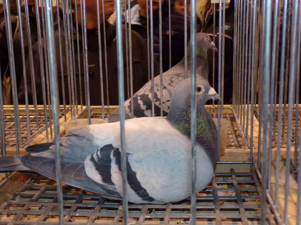 Dwa gołębie pocztowe w klatce