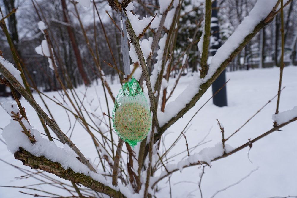 zdjęcie przedstawia kulę dla ptaków zawieszoną na drzewie