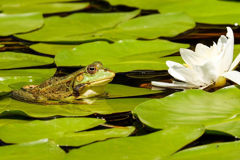 Przedstawia żabę na pływającym liściu