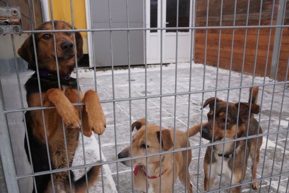 3 psy za schroniskowymi kratami