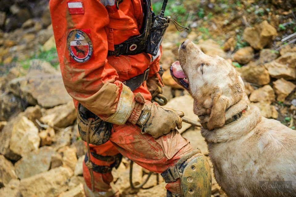 Zdjęcie psa ratowniczego