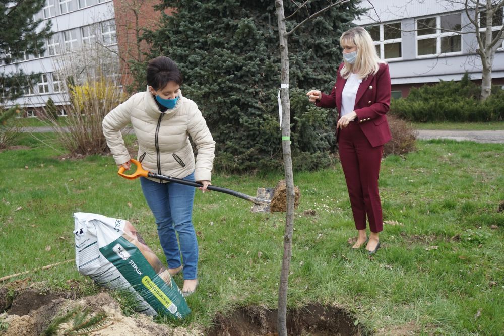 Prezydent Anna Hetman sadzi dąb