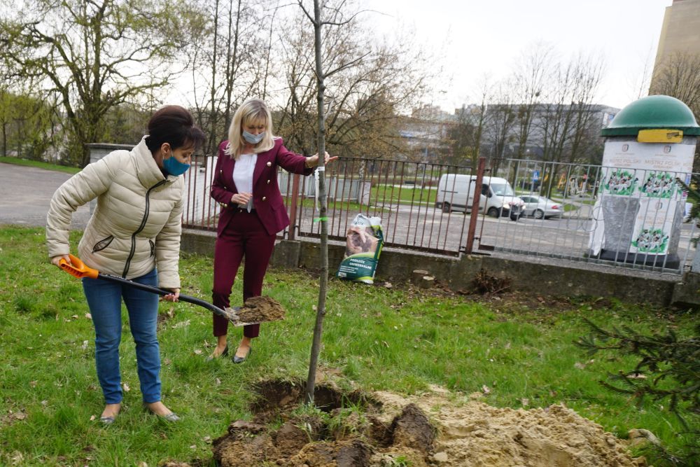 Anna Hetman sadzi dąb