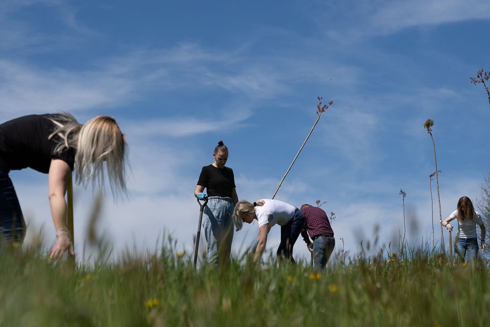 Jastrzębianie sadzą drzewa w ramach akcji "Weź się zazieleń!"