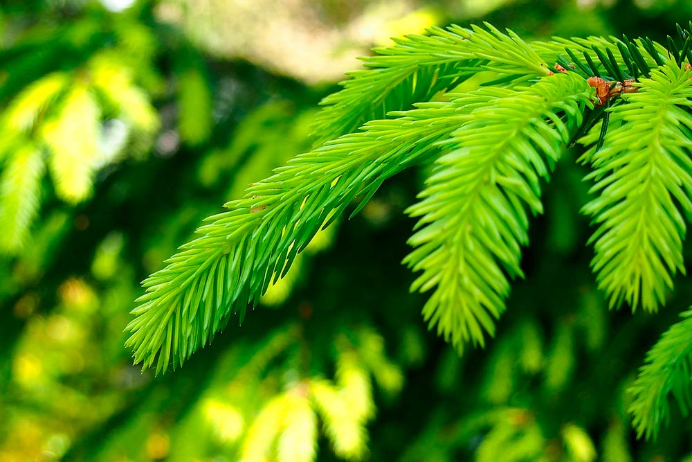 Zdjęcie przedstawia drzewo iglaste, duże zbliżenie na gałązkę.
