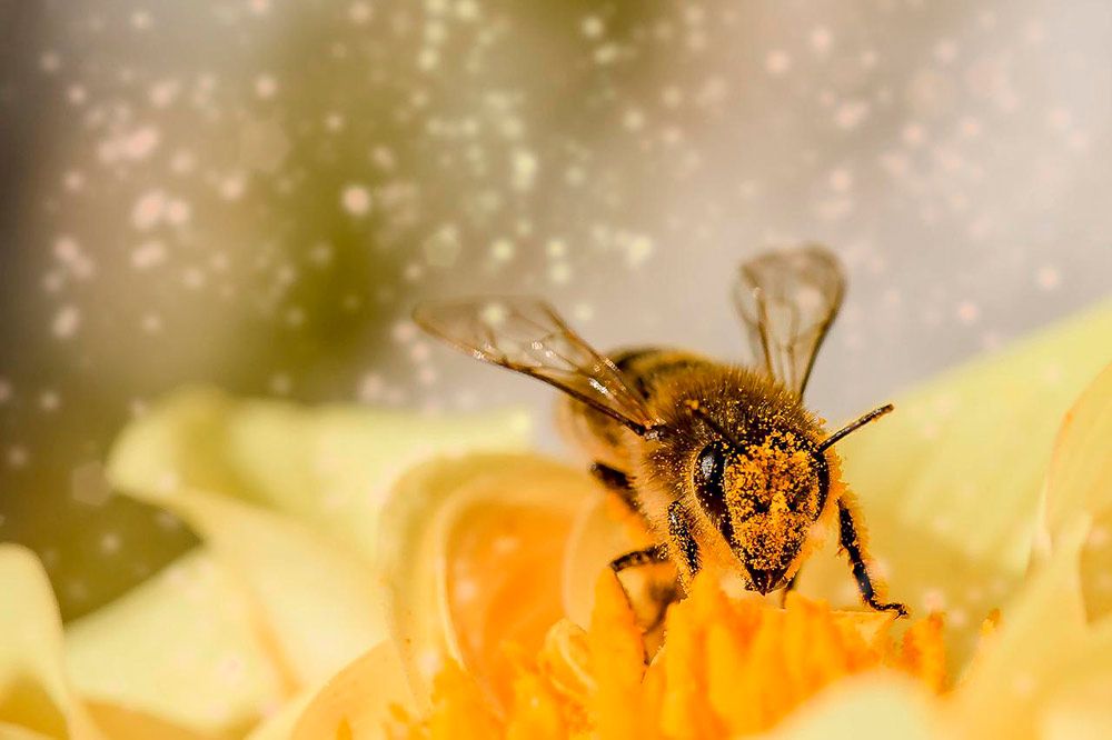 Zdjęcie przedstawia pszczołę obsypaną kwiatowym pyłkiem.