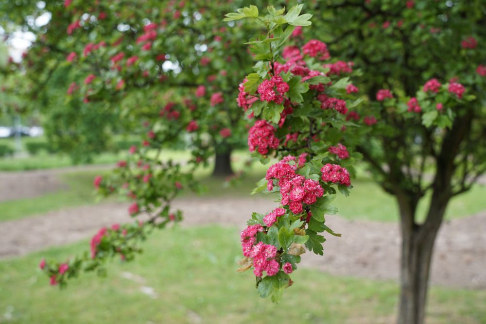 Kwitnące drzewko owocowe, w tle - przygotowana łąka kwietna