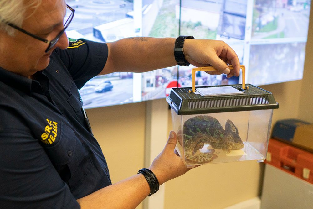 Zdjęcie Strażnika trzymającego transporter z kameleonem w środku.