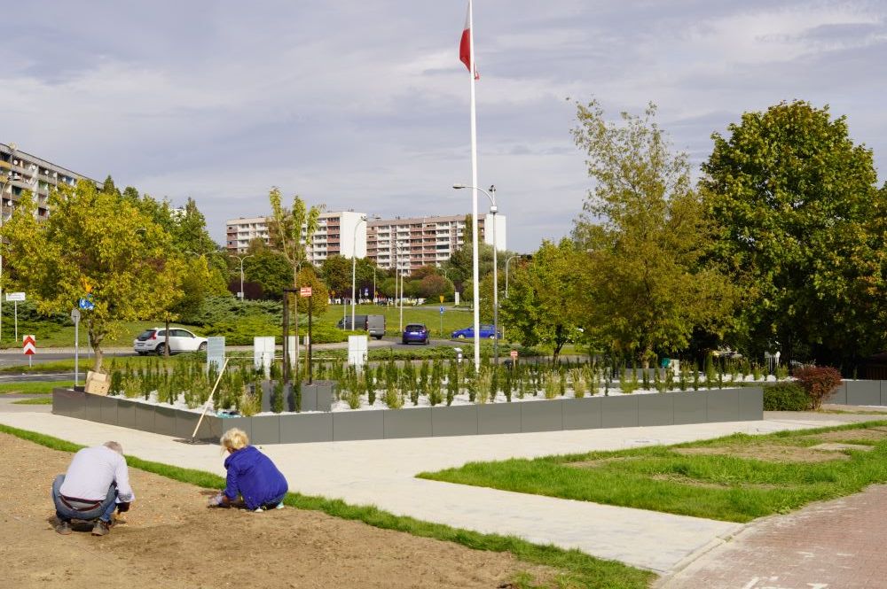 Zdjęcie przedstawia rośliny zasadzone na skwerze Porozumienia Jastrzębskiego.