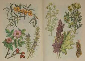 Zdjęcie przedstawia suszone zioła.