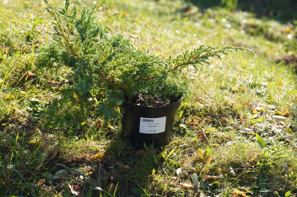 Zdjęcie przedstawia krzewy, które zostaną zasadzone przy ul. Granicznej.