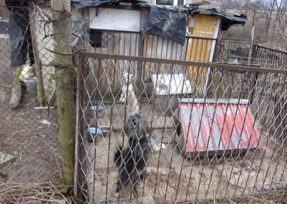 Zdjęcie przedstawia warunki, w których przebywały zaniedbane psy.